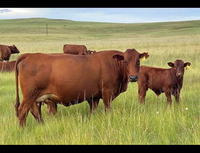 FARM FOR SALE IN MEMEL RURAL